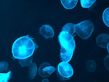 すみだ水族館に投稿された画像（2022/9/22）