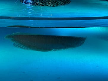 サンシャイン水族館に投稿された画像（2022/9/22）