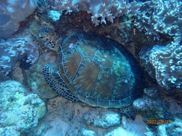 マリンクラブ ベリー 那覇店に投稿された画像（2022/9/22）