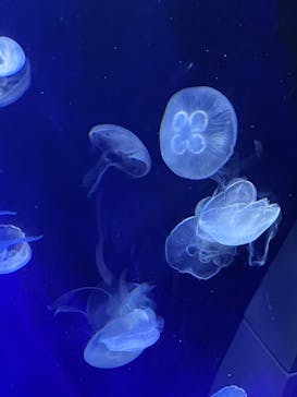 サンシャイン水族館に投稿された画像（2022/9/23）