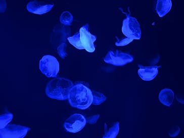 サンシャイン水族館に投稿された画像（2022/9/23）