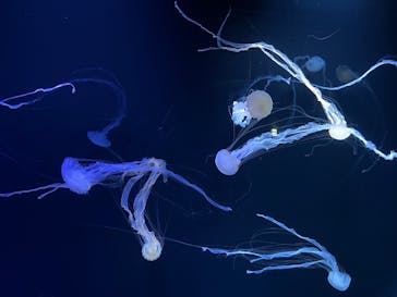 サンシャイン水族館に投稿された画像（2022/9/23）