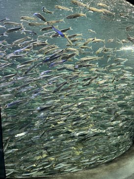 サンシャイン水族館に投稿された画像（2022/9/23）