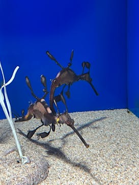 サンシャイン水族館に投稿された画像（2022/9/23）