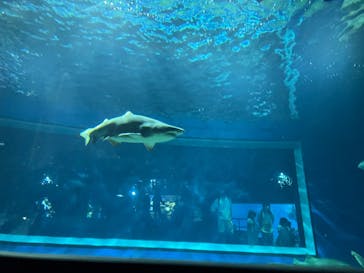 アクアワールド茨城県大洗水族館に投稿された画像（2022/9/23）