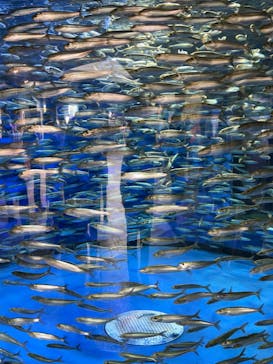 アクアワールド茨城県大洗水族館に投稿された画像（2022/9/23）