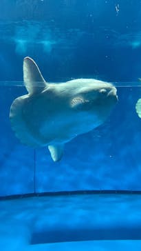 アクアワールド茨城県大洗水族館に投稿された画像（2022/9/23）