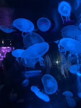 京都鉄道博物館×京都水族館に投稿された画像（2022/9/23）