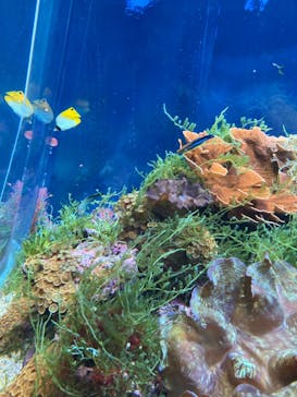 名古屋港水族館に投稿された画像（2022/9/23）