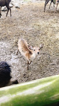 群馬サファリパークに投稿された画像（2022/9/23）