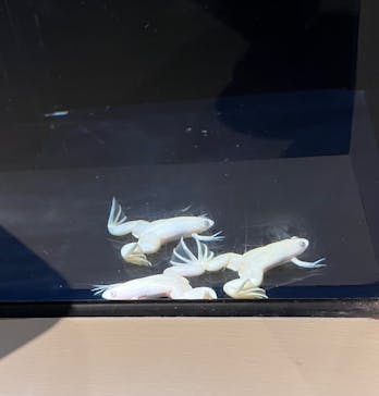 横浜開運水族館 フォーチュンアクアリウムに投稿された画像（2022/9/23）