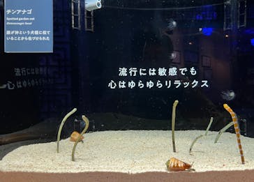 横浜開運水族館 フォーチュンアクアリウムに投稿された画像（2022/9/23）