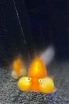 横浜開運水族館 フォーチュンアクアリウムに投稿された画像（2022/9/23）