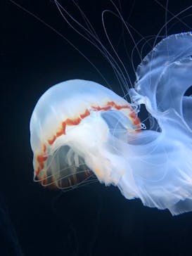 サンシャイン水族館に投稿された画像（2022/9/23）