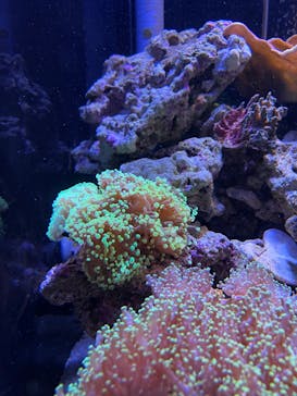 横浜開運水族館 フォーチュンアクアリウムに投稿された画像（2022/9/23）