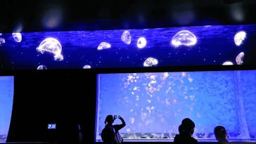 アクアワールド茨城県大洗水族館に投稿された画像（2022/9/23）