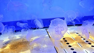 アクアワールド茨城県大洗水族館に投稿された画像（2022/9/23）