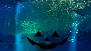 アクアワールド茨城県大洗水族館に投稿された画像（2022/9/23）