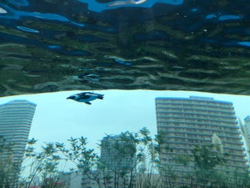 サンシャイン水族館に投稿された画像（2022/9/23）