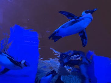 サンシャイン水族館に投稿された画像（2022/9/23）