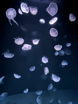 サンシャイン水族館に投稿された画像（2022/9/23）