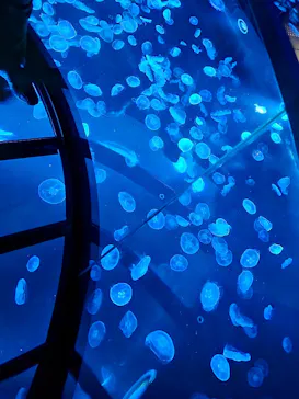 すみだ水族館に投稿された画像（2022/9/23）