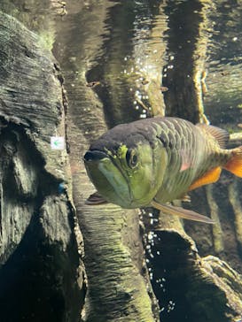 サンシャイン水族館に投稿された画像（2022/9/23）