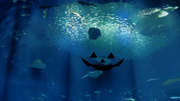 アクアワールド茨城県大洗水族館に投稿された画像（2022/9/23）