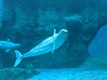 名古屋港水族館に投稿された画像（2022/9/23）