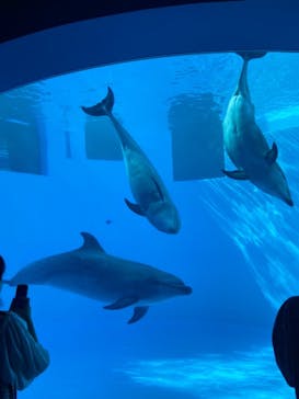 名古屋港水族館に投稿された画像（2022/9/23）