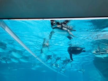 アクアワールド茨城県大洗水族館に投稿された画像（2022/9/23）