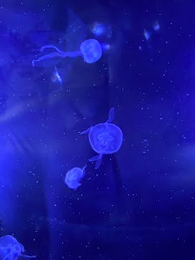 サンシャイン水族館に投稿された画像（2022/9/23）