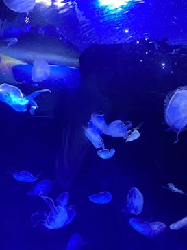 サンシャイン水族館に投稿された画像（2022/9/23）