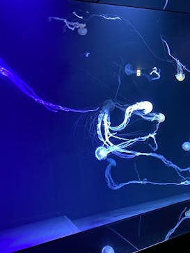 サンシャイン水族館に投稿された画像（2022/9/23）