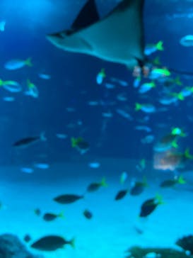 サンシャイン水族館に投稿された画像（2022/9/23）
