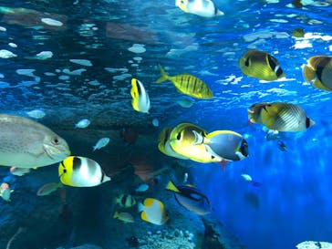 しながわ水族館に投稿された画像（2022/9/23）