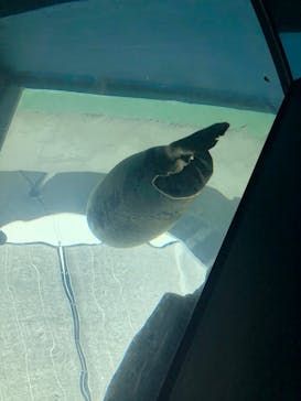 しながわ水族館に投稿された画像（2022/9/23）