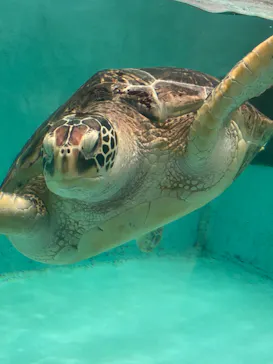 仙台うみの杜水族館に投稿された画像（2022/9/23）