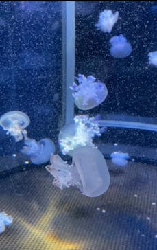 新江ノ島水族館に投稿された画像（2022/9/23）