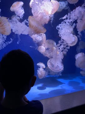 新江ノ島水族館に投稿された画像（2022/9/23）