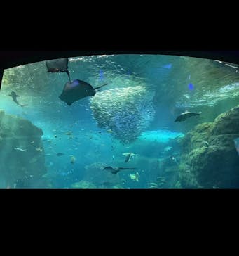 新江ノ島水族館に投稿された画像（2022/9/23）