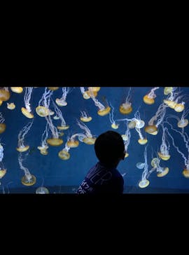 新江ノ島水族館に投稿された画像（2022/9/23）