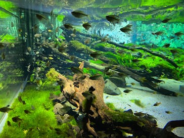 カワスイ 川崎⽔族館に投稿された画像（2022/9/23）