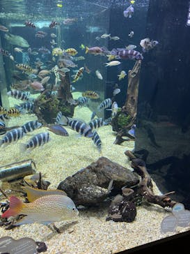 カワスイ 川崎⽔族館に投稿された画像（2022/9/23）