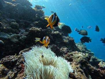 DIVING-SHOP SUNSに投稿された画像（2022/9/23）