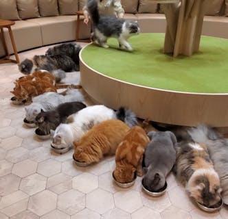 猫カフェ Mocha 宮崎橘通店 口コミ一覧 アソビュー