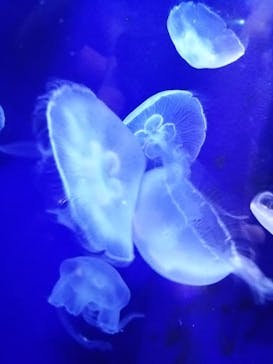 サンシャイン水族館に投稿された画像（2022/9/23）