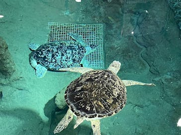 名古屋港水族館に投稿された画像（2022/9/23）