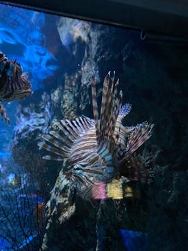 名古屋港水族館に投稿された画像（2022/9/23）