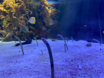 名古屋港水族館に投稿された画像（2022/9/23）